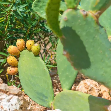 Pina - Eco Cascada - (adults Only) Villa Costitx (Mallorca)